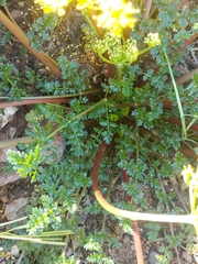 Lomatium hallii