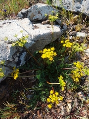 Lomatium hallii