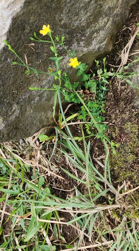 Hypericum japonicum, photograph 4