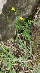 Hypericum japonicum, photograph (c) 胡正恆(Jackson Hu), some rights reserved (CC BY)