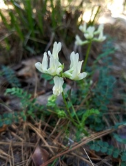 Astragalus soxmaniorum