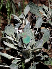 Eriogonum latifolium