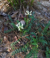 Astragalus soxmaniorum