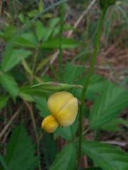 Crotalaria purshii
