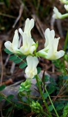 Astragalus soxmaniorum