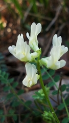 Astragalus soxmaniorum