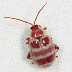 Asphaera quadrifasciata