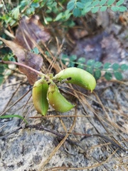 Astragalus soxmaniorum