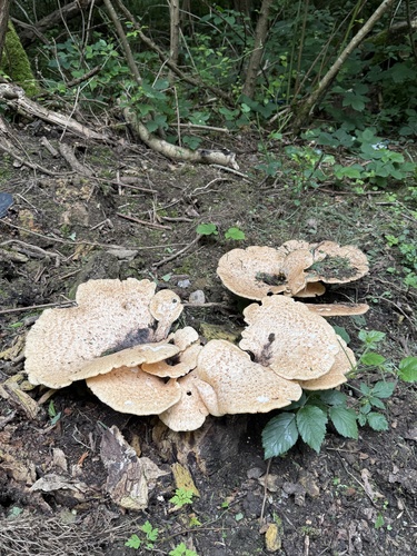 Dryad's Saddle