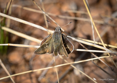 Atrytonopsis pittacus