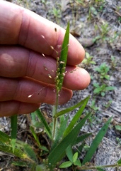 Dichanthelium villosissimum