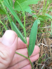 Crotalaria purshii