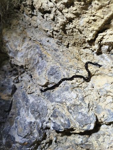 Brahminy Blindsnake