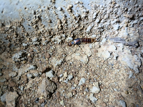 Shore Earwig