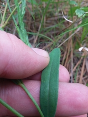 Crotalaria purshii
