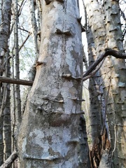 Piptadenia retusa