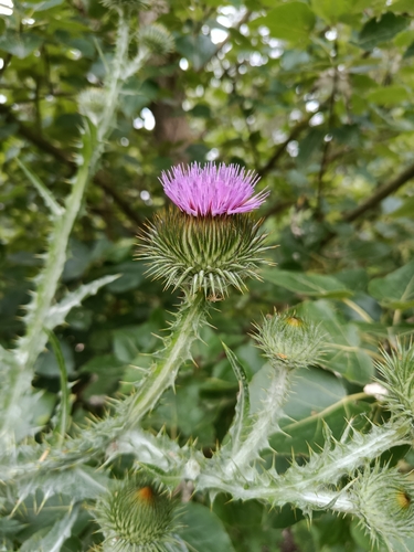cotton thistle