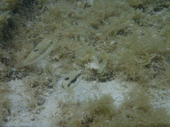 Canthigaster bennetti