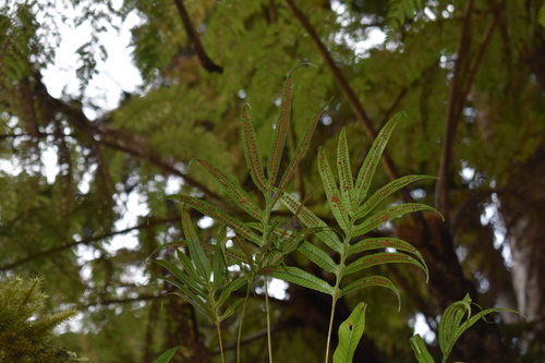 Selliguea taeniata observed 2026-06-08
