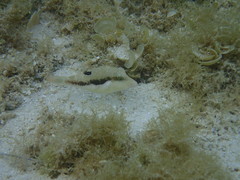 Canthigaster bennetti