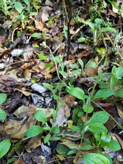 Antennaria parlinii fallax