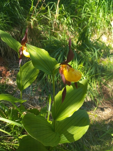 Lady's-slipper