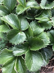 Fragaria × ananassa