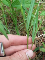 Crotalaria purshii