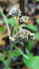 Antennaria parlinii fallax