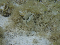 Canthigaster bennetti