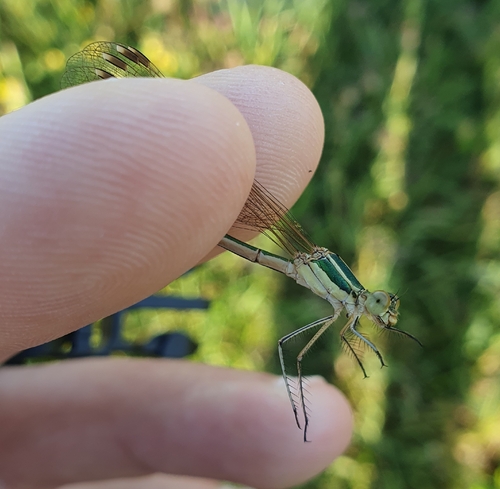 Migrant Spreadwing