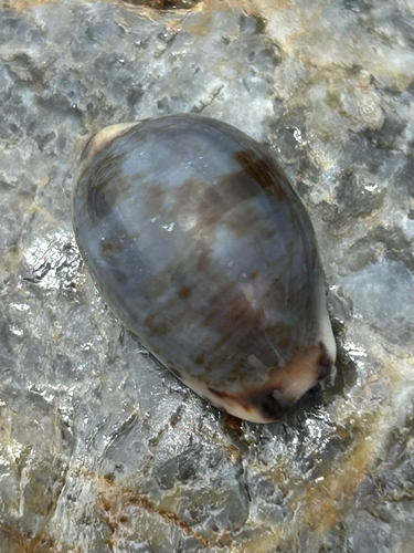 Graceful Cowrie
