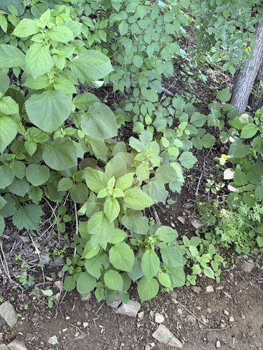 Phlomoides umbrosa