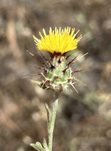 iNaturalist observation photo of Maltese star-thistle