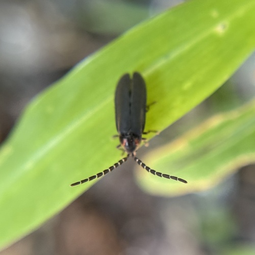 Dotted Firefly