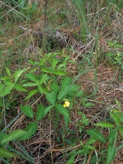 Crotalaria purshii