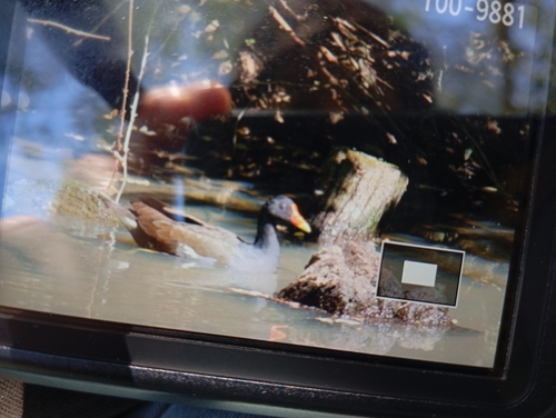 Common Moorhen
