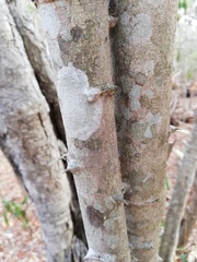 Piptadenia retusa