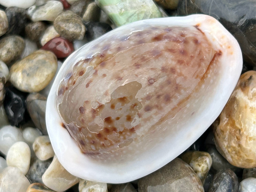 Boivin's cowrie