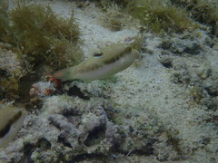 Canthigaster bennetti
