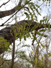 Piptadenia retusa