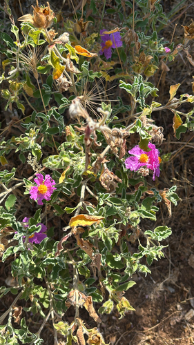 Hoary Rock-rose