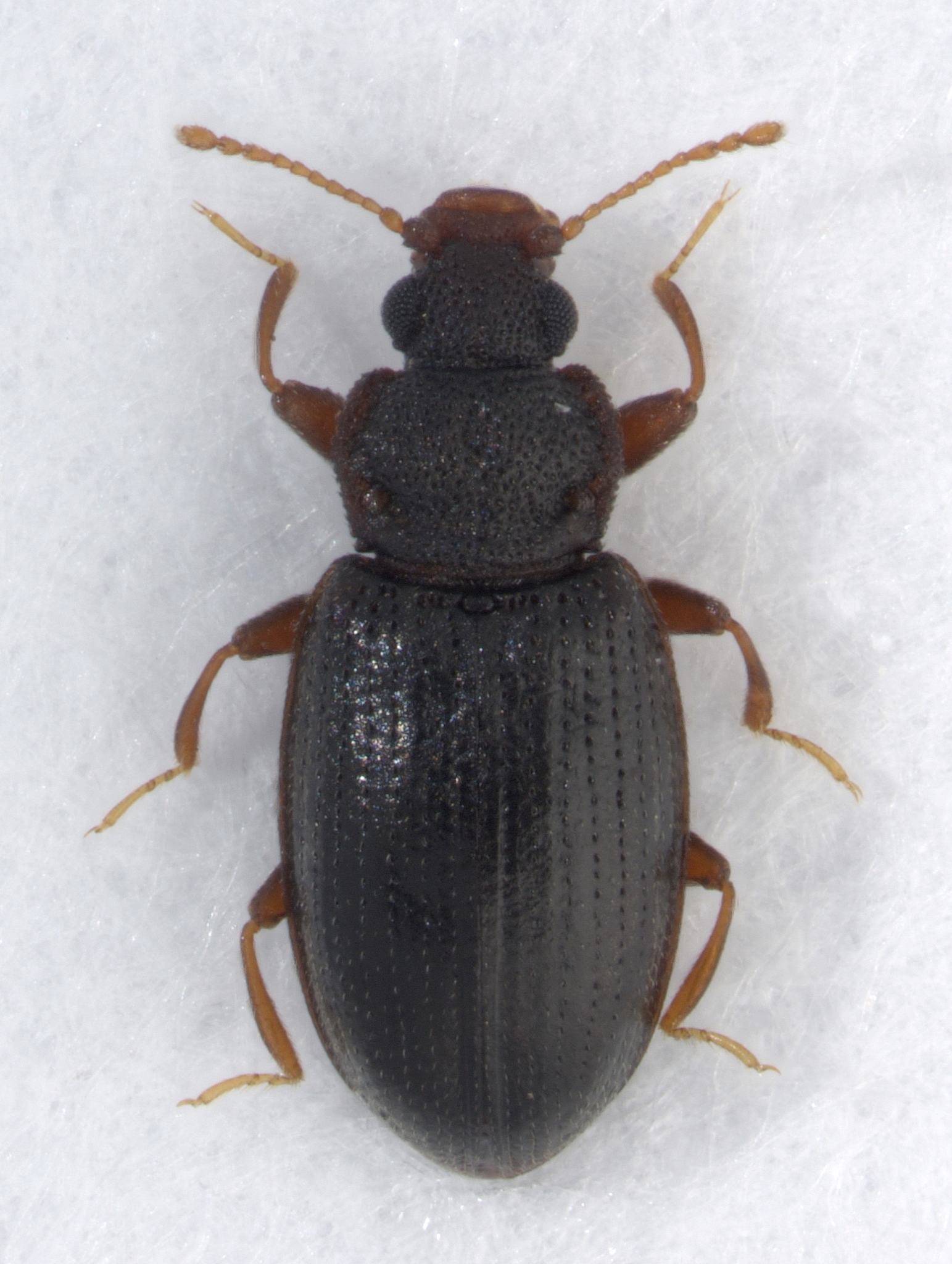Enicmus rugosus