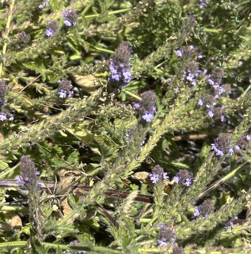 iNaturalist observation photo of western vervain