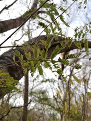 Piptadenia retusa