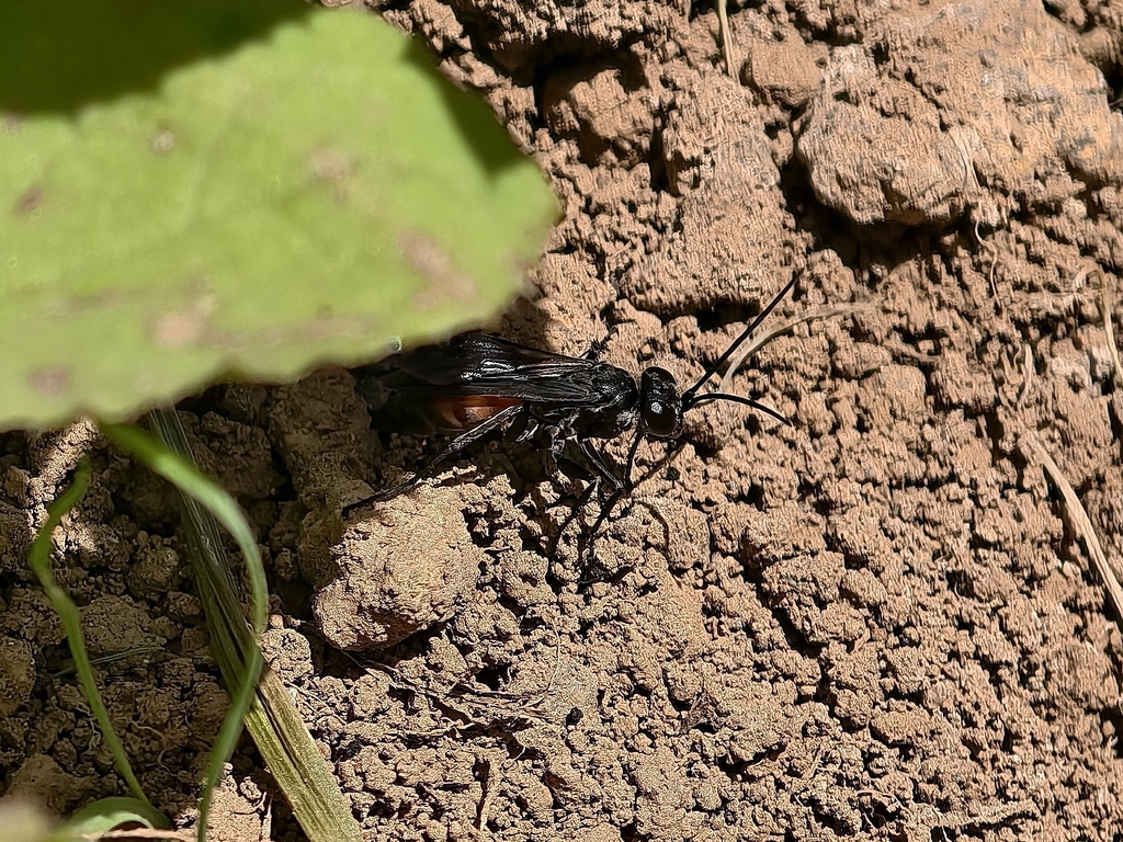 Arachnospila consobrina