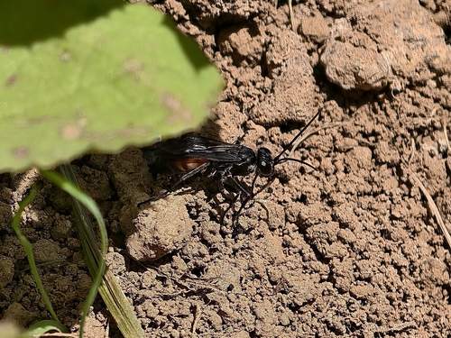 Arachnospila consobrina