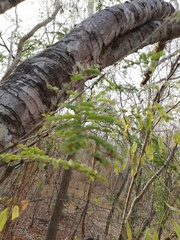 Piptadenia retusa