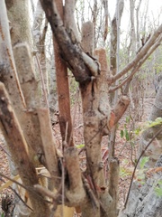 Piptadenia retusa