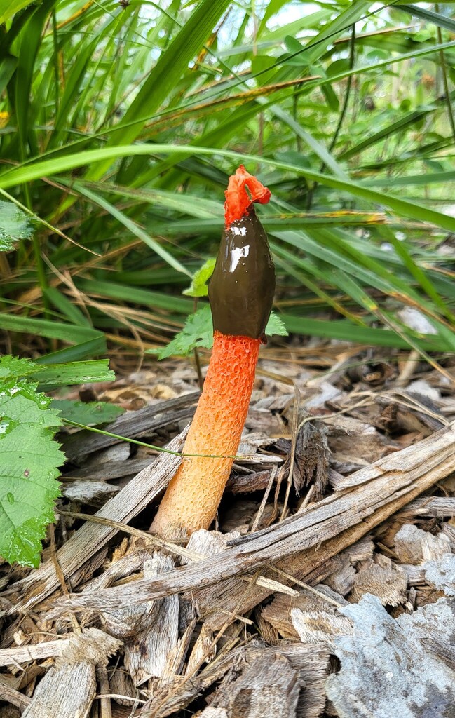 Wrinkly Stinkhorn · June 2026 · photo: Photo: (c) Curtis Burke, some rights reserved (CC BY) · iNaturalist